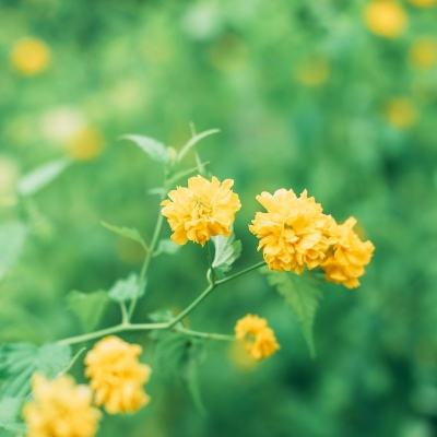 间谍游戏破解版下载